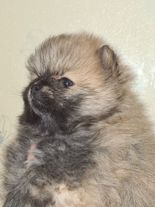 Померанский шпиц