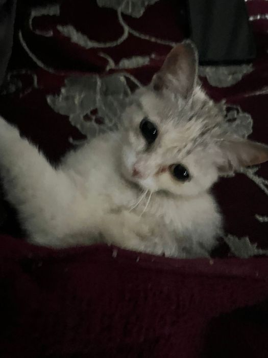 Отдам котёнка БЕСПЛАТНО