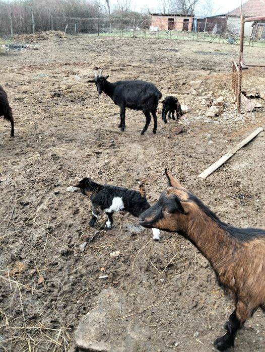 Capre de vînzare urgent