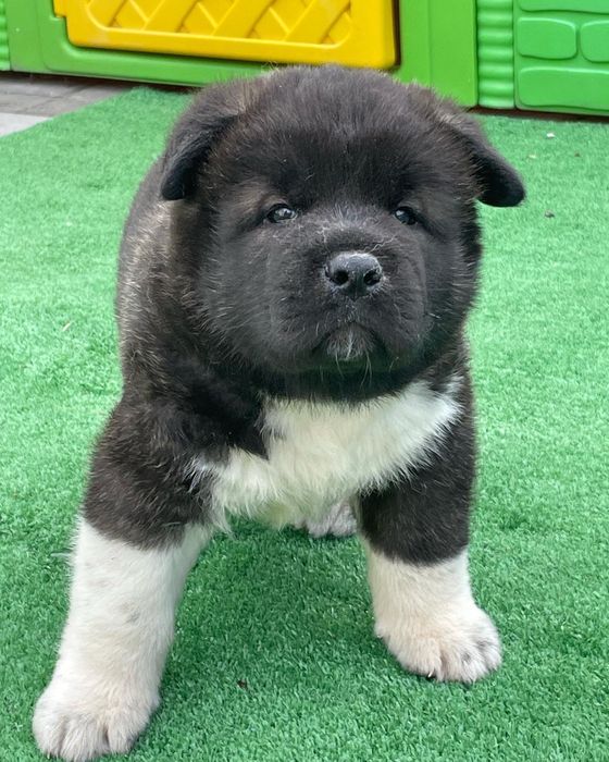 Щенки американской акиты