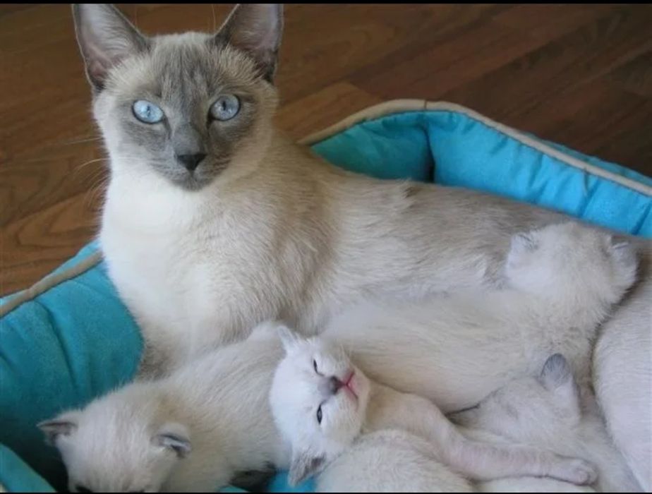Котята сиамские мальчик и девочка 2 месяца