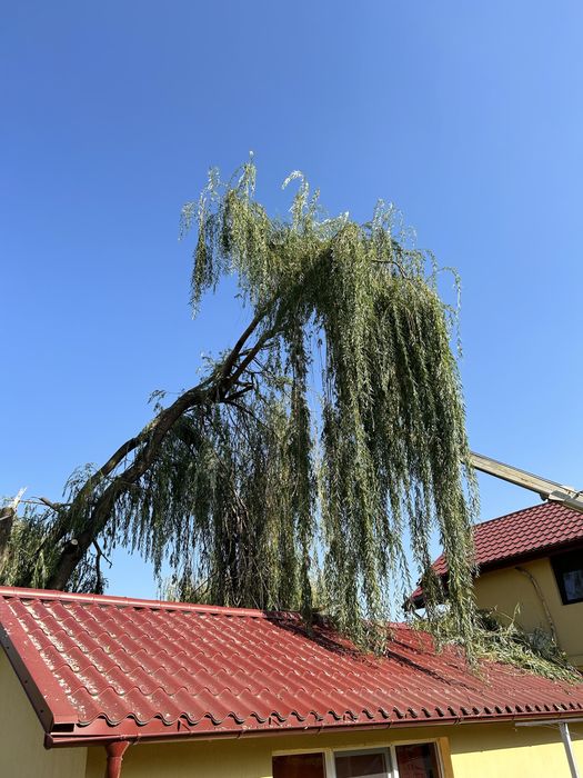 Taiere , Toaletari copaci , defrisari.