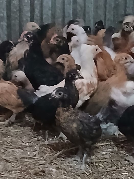 Продаю домашних цыплят