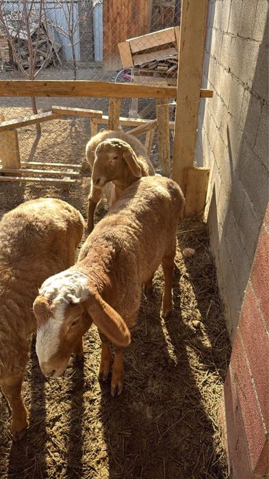 Арашан бараны баран