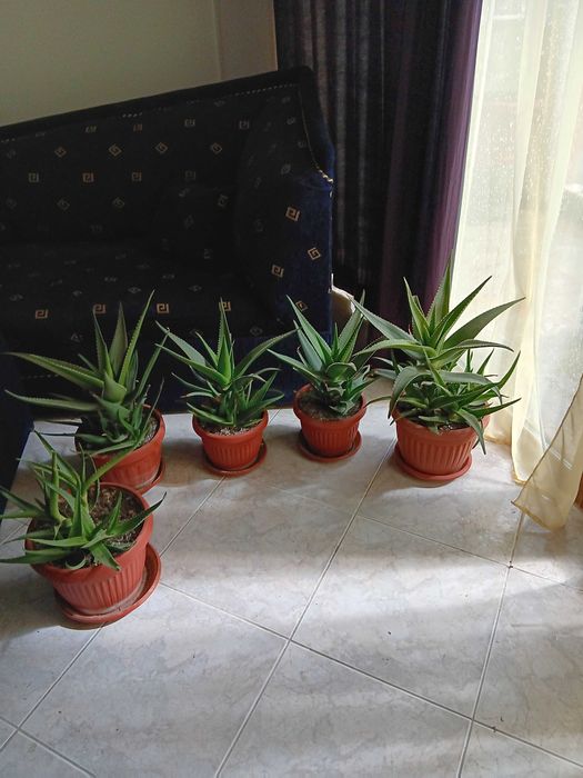 Саксии с алое вера 6 броя,на две години.