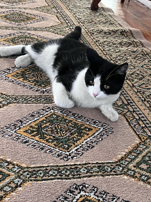 Котик кастрированный