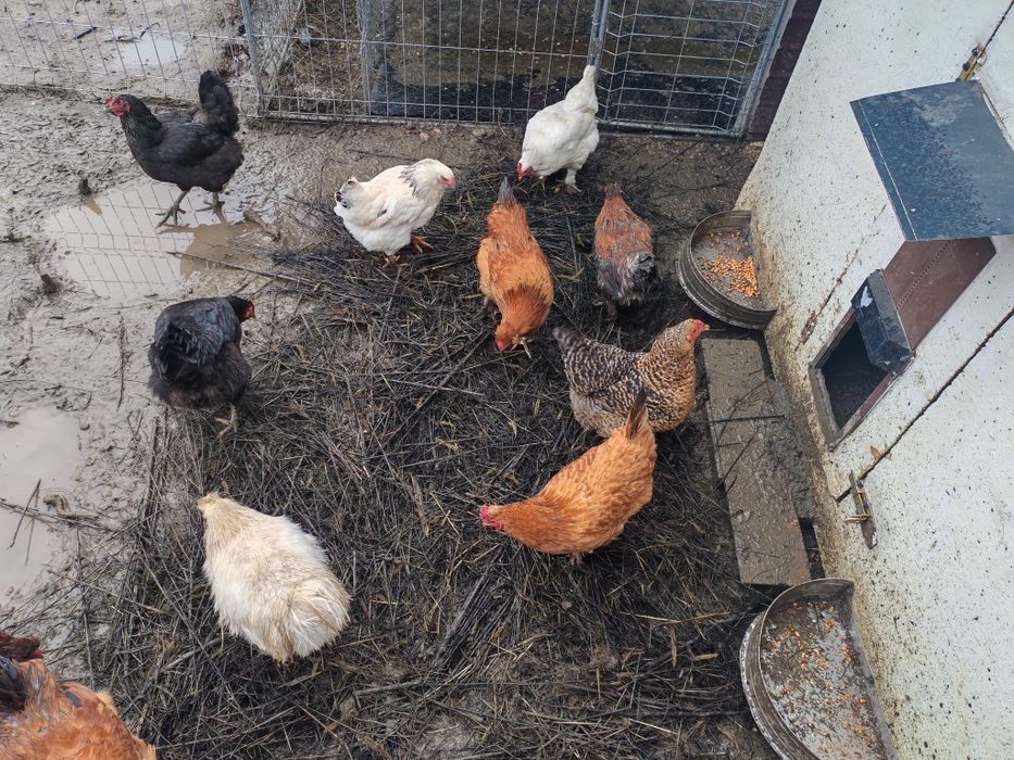 Cocoși din Septembrie 2025