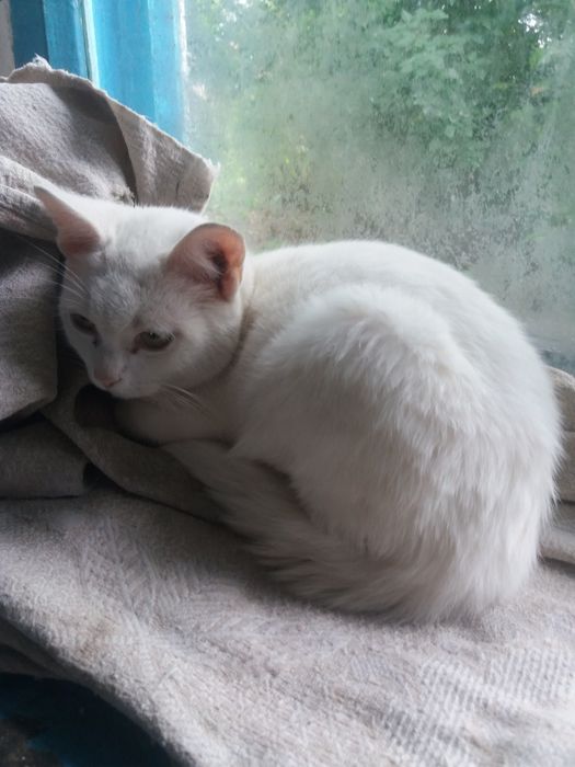 Кот Мысық Кот Мысық