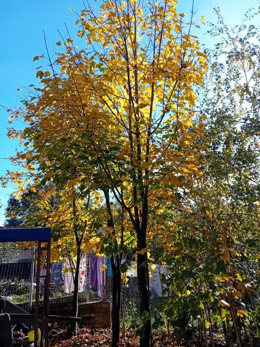 Pepinieră vând mesteacăn alb ornamental