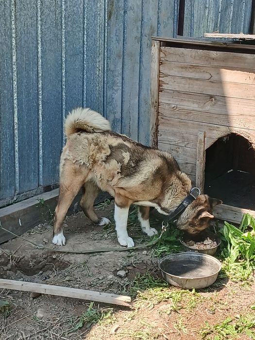 Американская акита