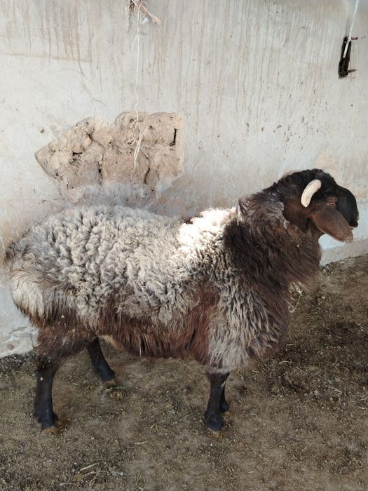 Кошкар сатылады,,,