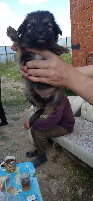 Овчарки метис ищут любимый дом