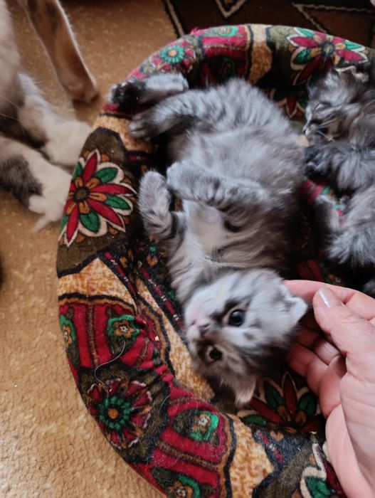 Котята Скотиш фолд