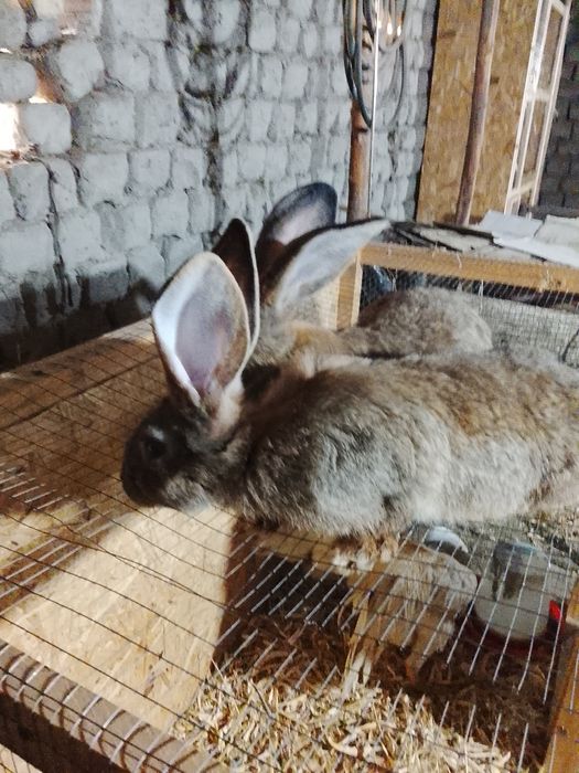 Великан-Фландр куён болалари сотилади