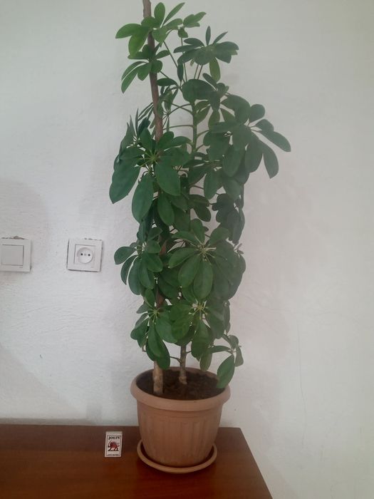 Шефлера гүлін сатамын