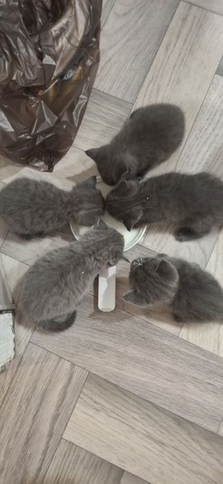 Продам котят британцев
