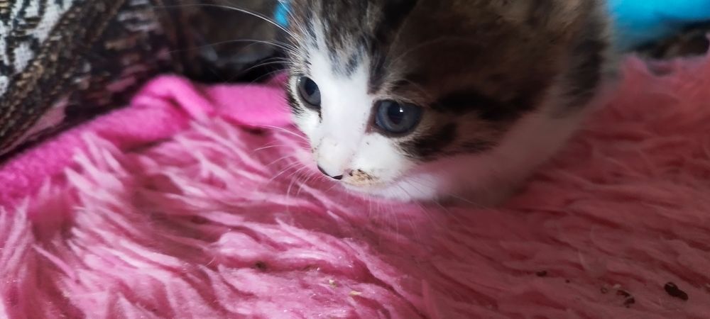 Котята в хорошие руки