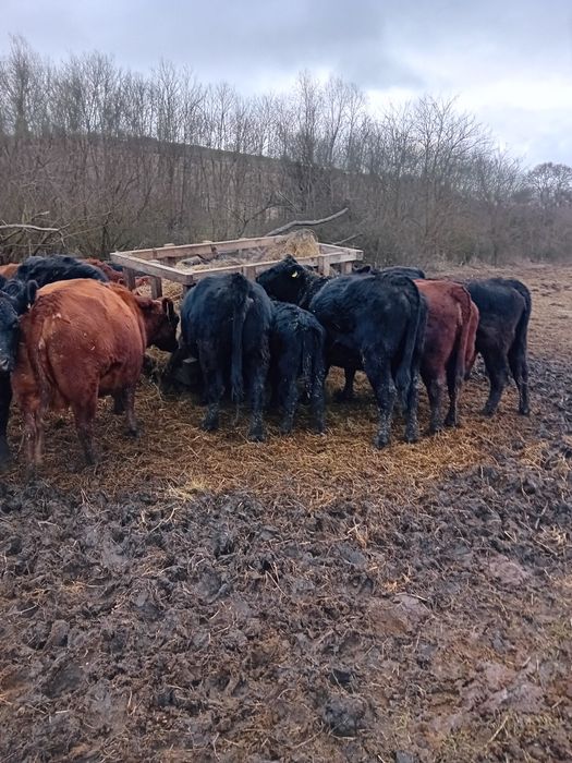 Vitei angus 9-10 luni