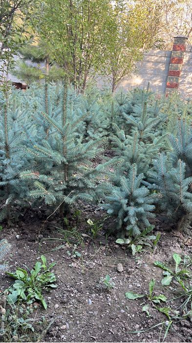 Ель голубая 500штук