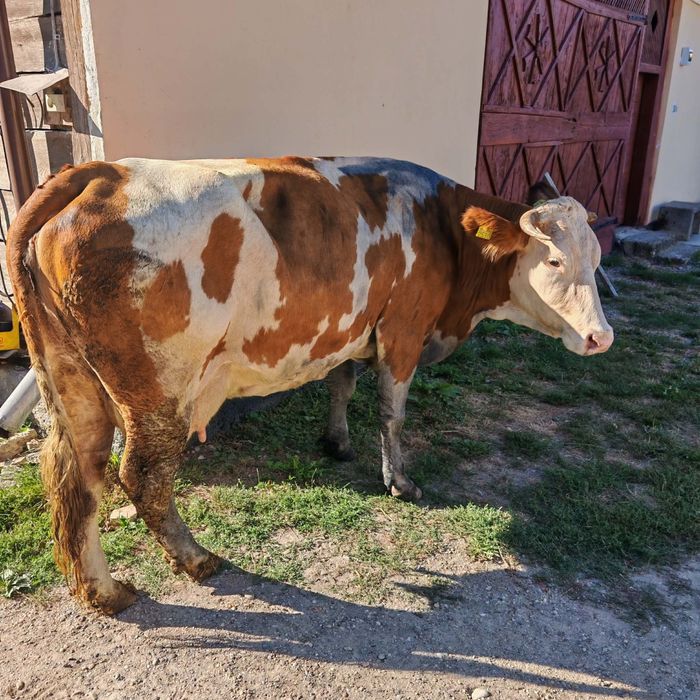 Vând vaca de 6ani fatata in 5 august 20 litri lapte,momentan,pret 2000€,tel.0748527748.