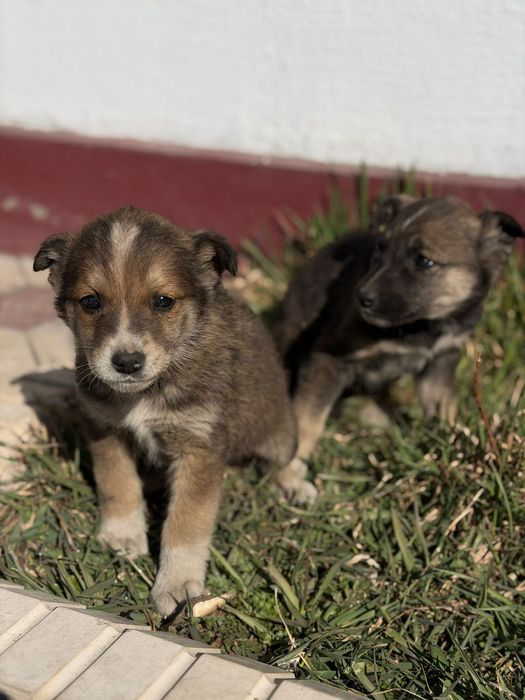 Отдам в добрые руки