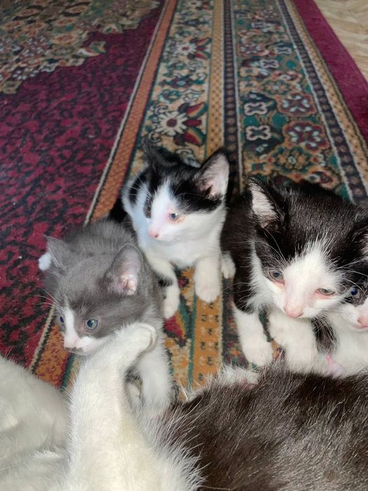 Продаюся кошки 1,5 месяца. Мушуклар сотилади