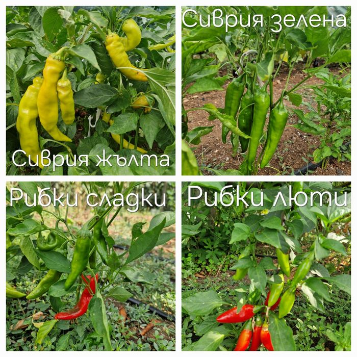 Семена стари сортове