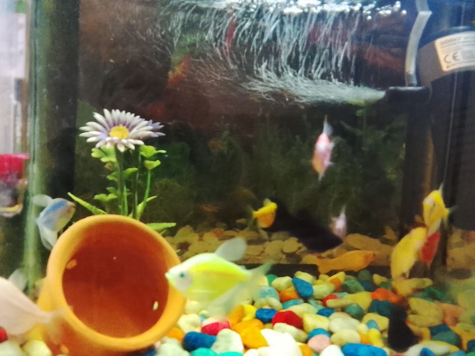 Akvarium mirni baliqlar sotiladi