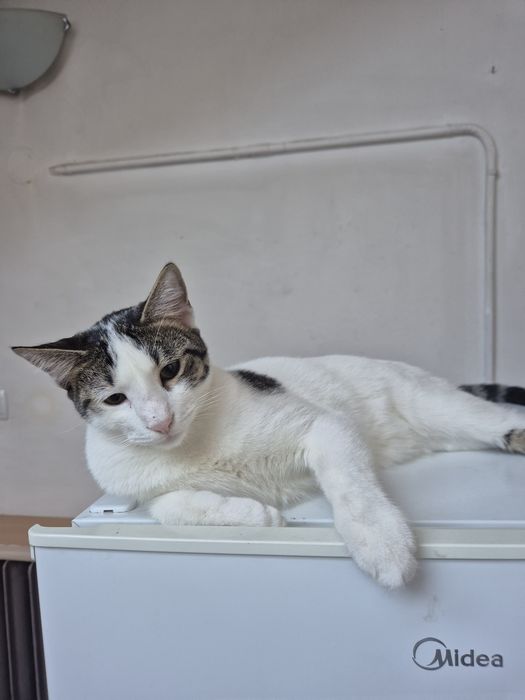 Безплатни котенца