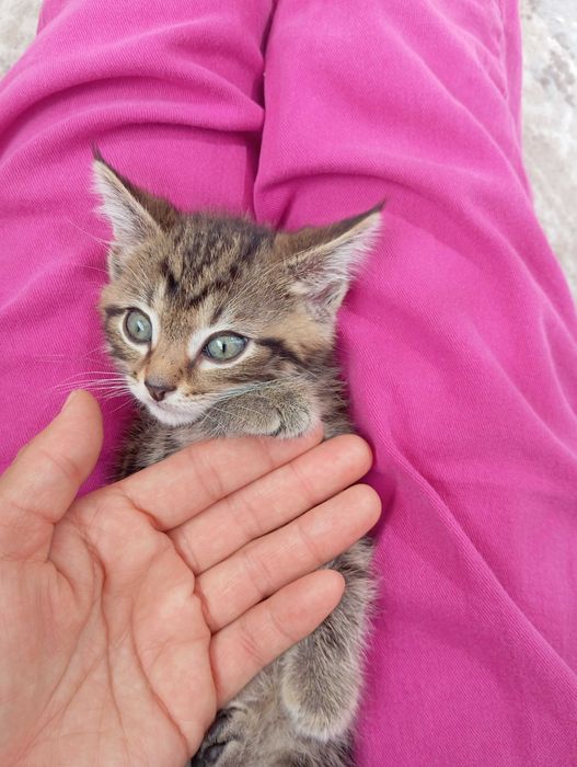 Отдам в добрые руки котенка мальчик