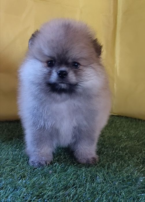 Шпицемини пацанчики