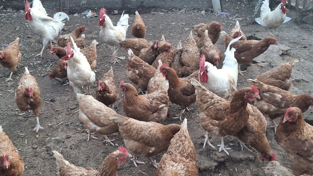 Инкубатсоний жубырқа