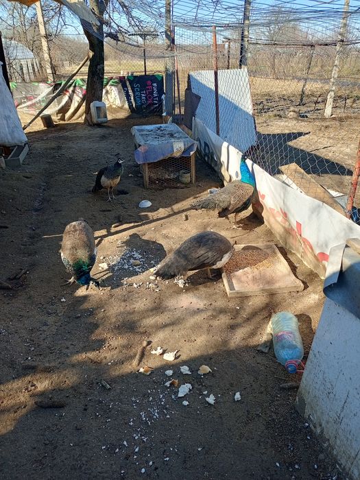 Pauni vor sa zboare am 2 perechi