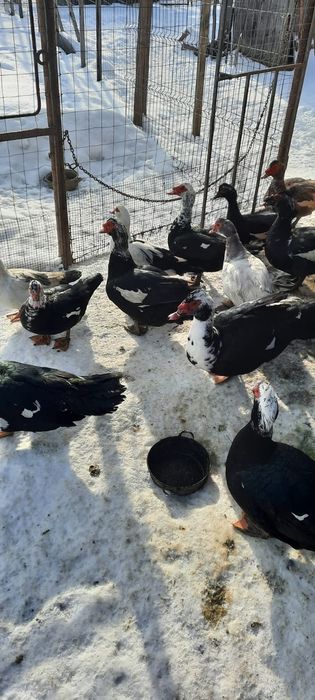 Rațe mute de vanzare