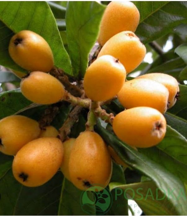 Манзарали мушмула кўчати