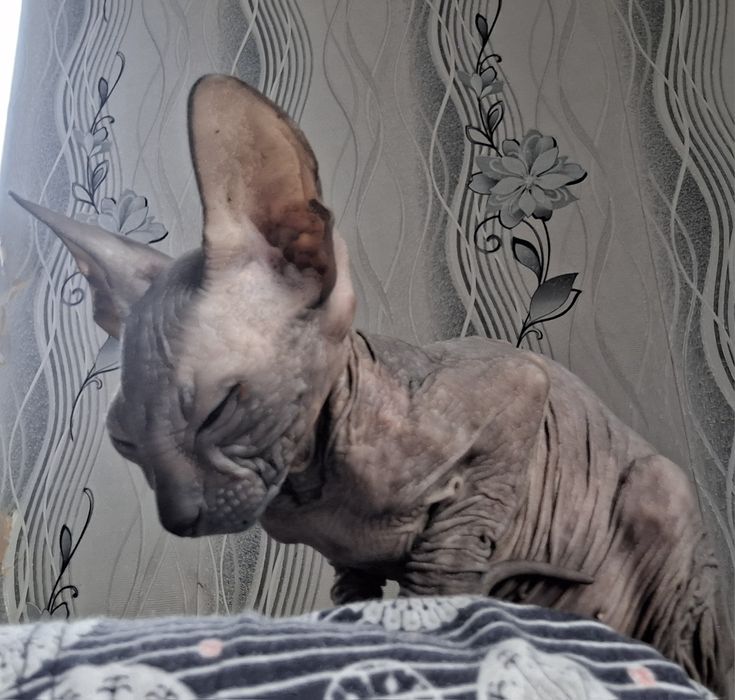 Канадка девочка. 4 мес.