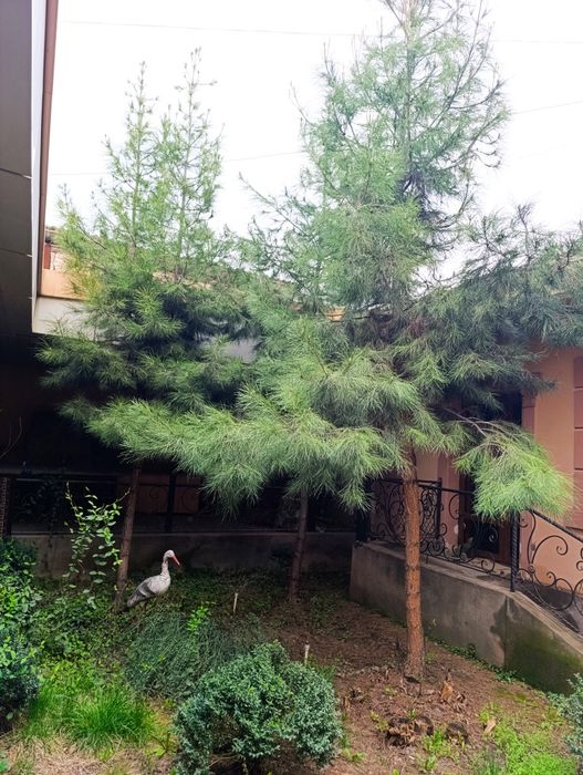 Сасна дарахти сотилади