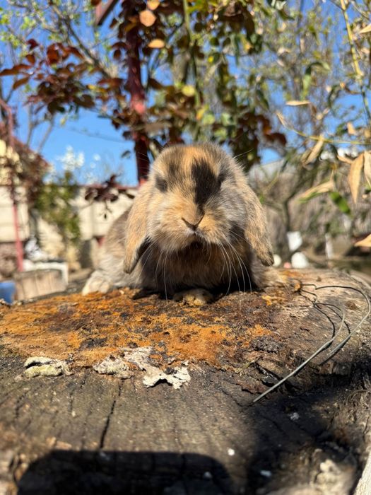Vând iepuras Berbec Pitic (Mini Lop)