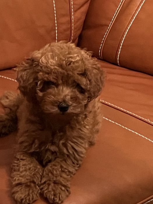 Мини пудели със две ваксини ,на три месеца ,мъжки и женски .