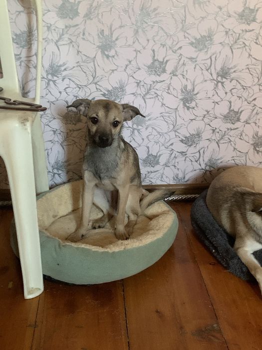 Одам в хорошие руки собачек