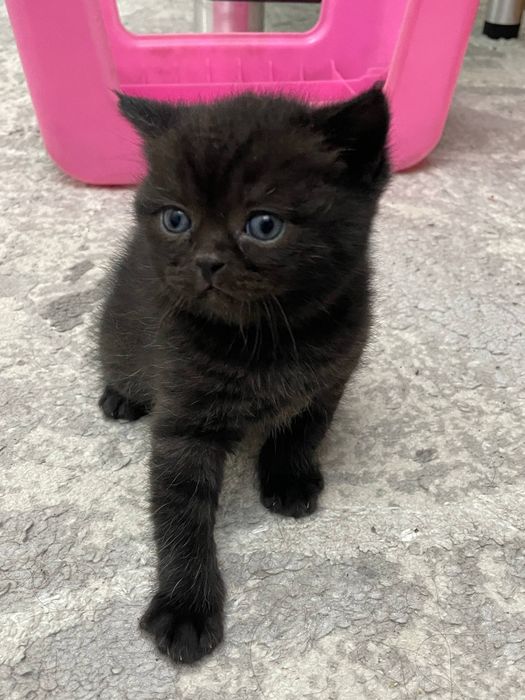 Mushuklar (кошки)