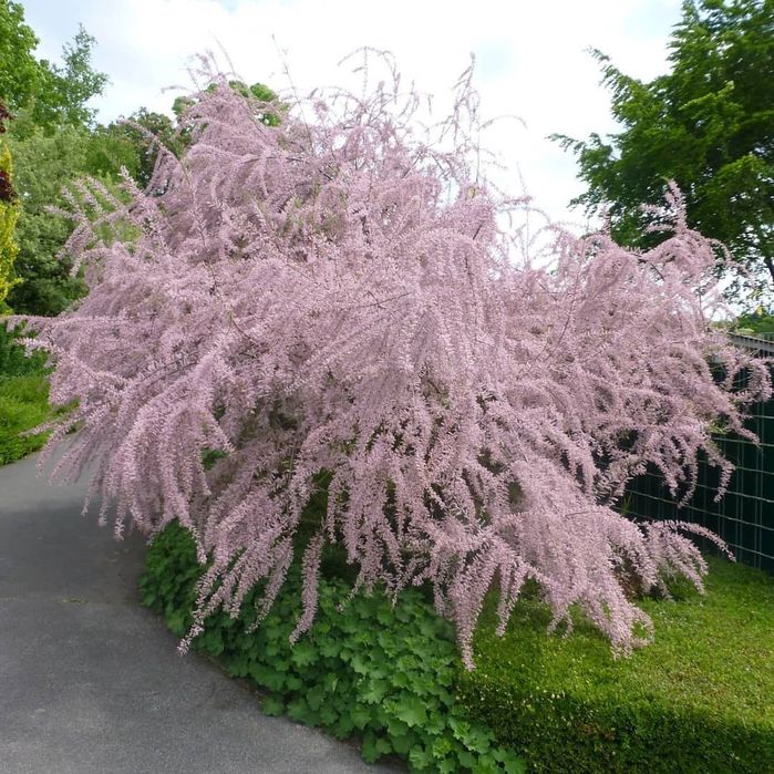 Саженцы все виды