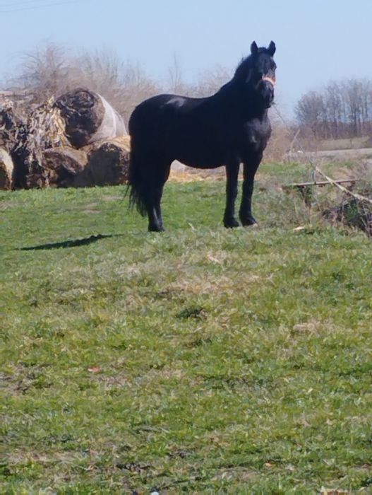 Vand O iapa de 7 ani gestanta de 7 luni fara defecte schimb si cu vaca