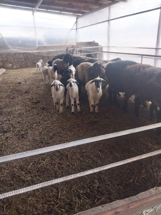 Ona bola qoylar sotiladi