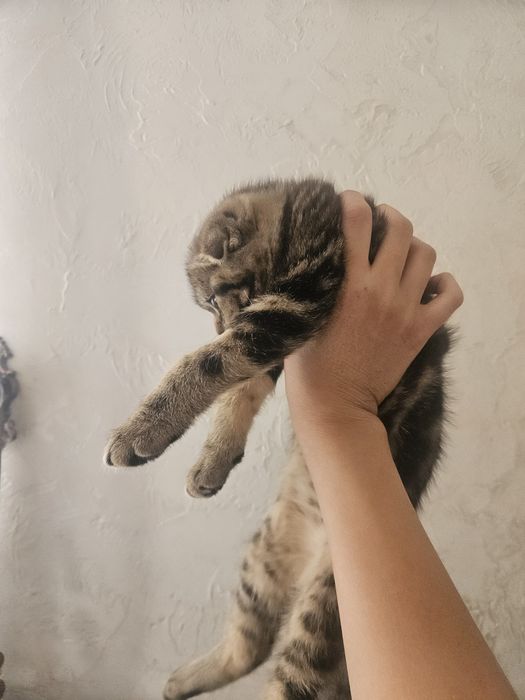 Котенок скоттиш страйт