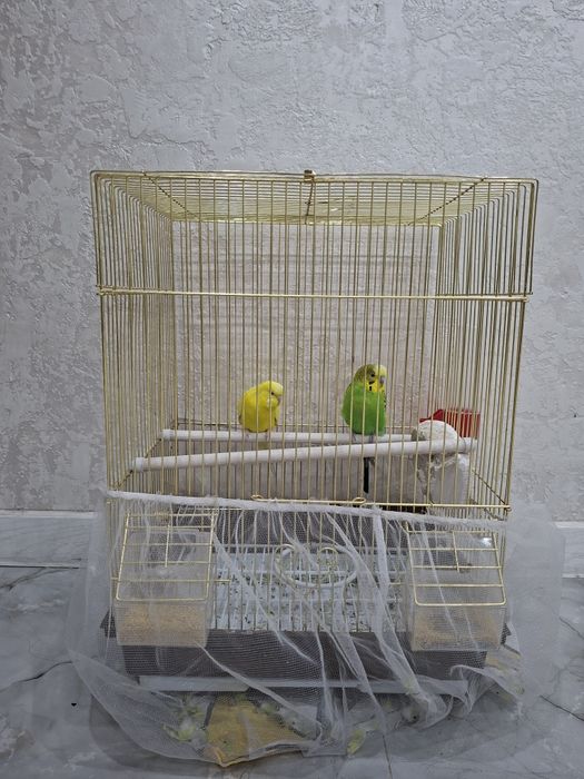 Попугай с клеткой