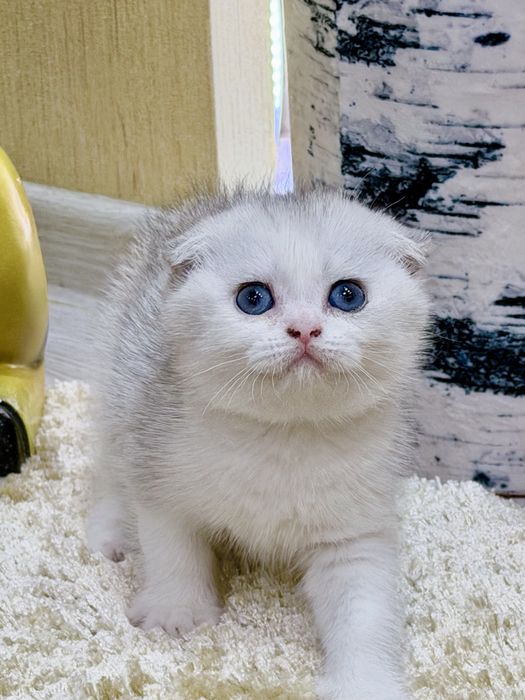 Шотланский Скоттиш Фолд! Шиншилла Серебро!