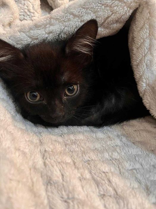 Котёнок мальчик ищет дом.