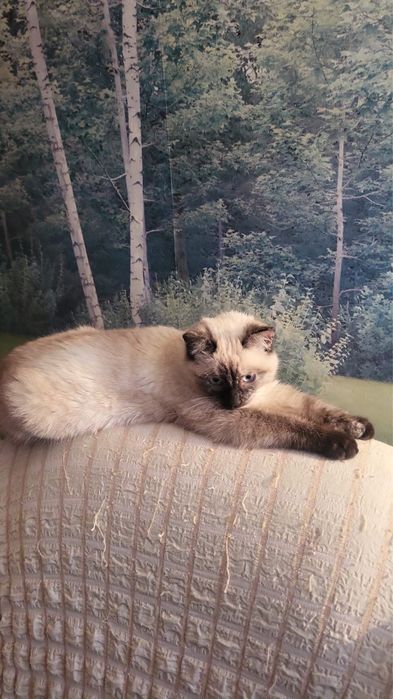 Котенок ищет дом