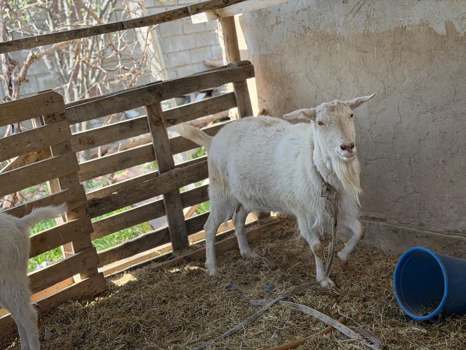 4 еу туған Ешкі  сатылады